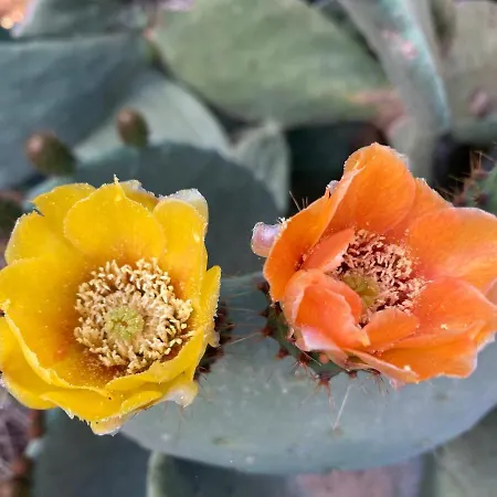 Dom wakacyjny Stonevillas And Seaview Garden Marion Agnantio