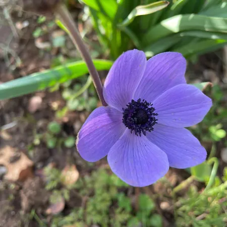 Stonevillas And Seaview Garden Marion *