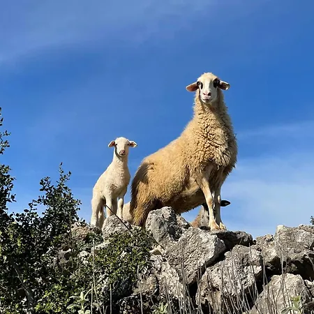 Stonevillas&seaview Garden Marion Agnantio