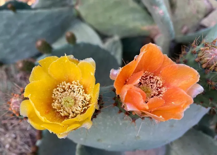 Vakantiehuis Stonevillas&seaview Garden Marion Agnantio