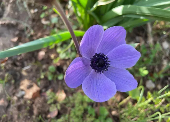 Stonevillas&seaview Garden Marion *