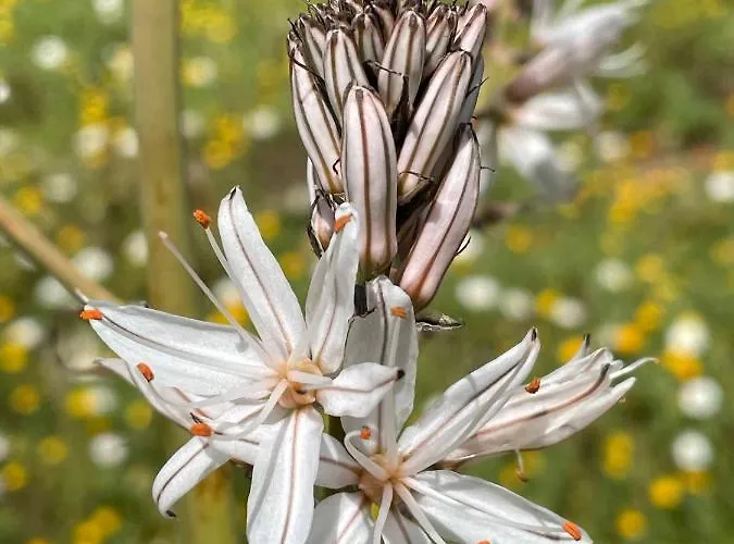 Stonevillas And Seaview Garden Marion Ferienhaus