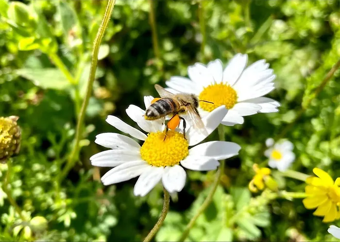 Stonevillas&seaview Garden Marion Vakantiehuis
