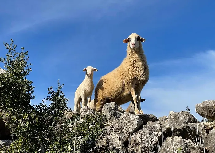 Stonevillas&seaview Garden Marion Agnantio